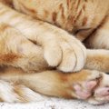 猫の肉球ケアしてる？肉球の役割とケア方法