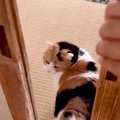 昼寝から起きたネコに連れて行かれたのは、階段を降りた先の部屋で…絶…