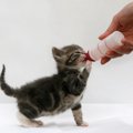 子猫のミルクの量や与え方、気をつけるべき点とは