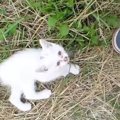 茂みから飛び出してきた『1匹の子猫』…驚きの出会いと『13年後の光景』に…