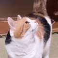 遊んでほしくて『父を待っていた三毛猫』→抱っこされると…あまりにも…