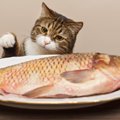 猫が『盗み食い』をする4つのワケ　ごはんが足りてない？正しい対処法…