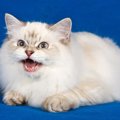 スルーしてはいけない『猫の危険な鳴き方』4選　病気やトラブルを抱え…