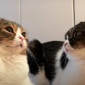 飼い主さんとしばらくお別れ…見送る猫さんたち！