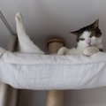 猫が『退屈だなあ』と感じているときのサイン4選　暇そうにしている愛猫を…