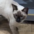 シャム猫を迎えて『顔周りだけ黒くなる』とは聞いていたけど…現在→想像も…