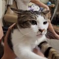 大好きなお兄ちゃんの上に乗った猫→そっと体を捕まえられると…『愛おしす…