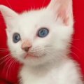 『こんなに小さかった子猫が…』成長した結果→想像を超えてくるビフォーア…