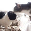 怖いばかりじゃない！猫ちゃんの優しい一面？