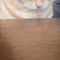『テーブルの椅子に座る猫』→飼い主さんが話しかけていると……まさかの…