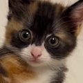 子猫の初めての体重測定→お皿の上に乗せると、だんだんウトウトしてきて……