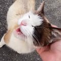 『ゴミ捨て場にいた野良猫』と目が合った結果…30分後の急展開と『現在の様…