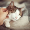 猫好きな人の性格とは？男女の違いをご紹介！