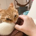 ムキーッ！打倒毛布！真剣なのに可愛さがダダ漏れる猫さん♡