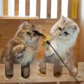 新しく猫を迎えるなら、先住猫と『年が近い・離れている』どっちがい…