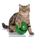 猫が盛り上がって遊んでくれる『ボール』の特徴3選　大きさや材質…猫…