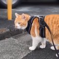 全力ダッシュでお散歩！野良猫ちゃんと追いかけっこを繰り広げる猫さん