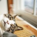 『免疫力が低い猫』の特徴５選！どうやって免疫力をつければいいの？