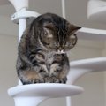 猫が『ごめんなさい』と伝えているときに見せる行動3つ　隠されている…
