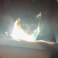 まばゆい光をまとっていた猫→立ち上がったかと思ったら…思わず『叫ん…