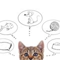 猫が思い描く理想の生活って？６つの暮らし方