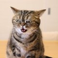 猫が『不機嫌』になっているときのサイン4つ　気持ちを見極めるコツか…