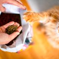 猫の健康を守る『適正カロリー』はどれくらい？ライフステージ別の目安や…