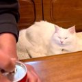 猫の前で炭酸飲料を開けた結果…まさかの『顔がシュワシュワ』になる姿…