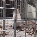 用水路で怯える2匹の子猫。水が出る前にレスキュー！