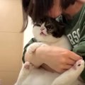 スリスリされて不満げな甘えん坊猫ちゃんの叫び