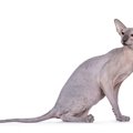 【獣医師監修】ピーターボールドってどんな猫？猫種の性格や飼う前の注意…