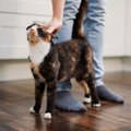 猫が人や物に『スリスリ』しているときの心理3つ　実はさまざまな意味…