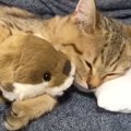 子猫が添い寝していたツヤツヤのぬいぐるみ→『5年後の様子』を見てみ…
