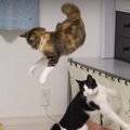 大ジャンプ！猫ちゃん達の運動会♪