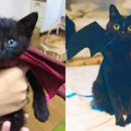 奇跡的に生き残った小さな黒猫……相思相愛の飼い主さんとの関係にほっ…