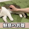 フワフワ猫さんのお腹に顔を埋めたい！