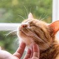猫が『飼いやすい』とされている7つの理由　手がかからないって本当？注意…