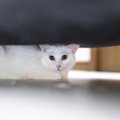 飼い主のふるまいが猫を『不安』に…絶対NGな5つの行動　知らず知らずに猫…