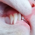 猫の『歯を抜いたほうがいい』4つのケース　抜歯のメリット・デメリッ…