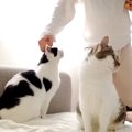 誕生日を迎えたパパ→２匹の愛猫にもらったのは…『素敵な権利』と『ま…