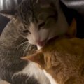 優しく毛づくろいしあっていた2匹の猫が、突然…思いもよらない展開に…