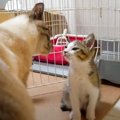 新しくおうちにお迎えした子猫ちゃんと先住猫ちゃんがついに初対面♡猫…