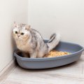 猫はなぜ『ストルバイト結石』ができやすい？2つの理由と症状、予防法など