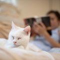 猫が『放っておいて』と思っているときのサイン5選　考えられる理由か…