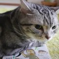 飼い主さんに雑誌を読ませたくない猫ちゃんの焦らし作戦