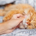 猫が思わずうっとり眠くなっちゃう5つの『スゴ撫で技』　愛猫を虜にす…