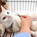 多様化する『猫の受診スタイル』主な方法3選　動物病院嫌いな愛猫にも…