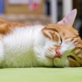 猫がかかりやすい『肝臓病』5選　意外と多い肝臓のトラブル、予防方法も