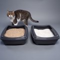 猫が快適だと感じる『最高のトイレ』の条件4つ　環境を整えるべき理由や改…