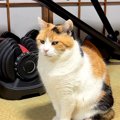 ごはんにトッピングしてほしくて訴える猫→失敗してしまい…想像以上に…
